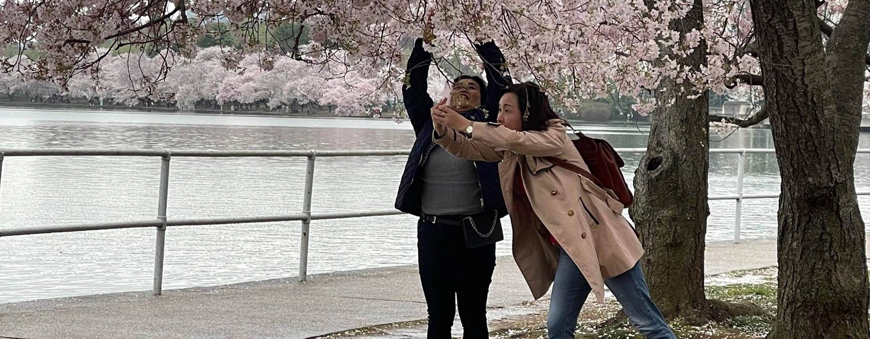 وەرزی پشکوتنی گوڵی گێلاس لە واشنتن