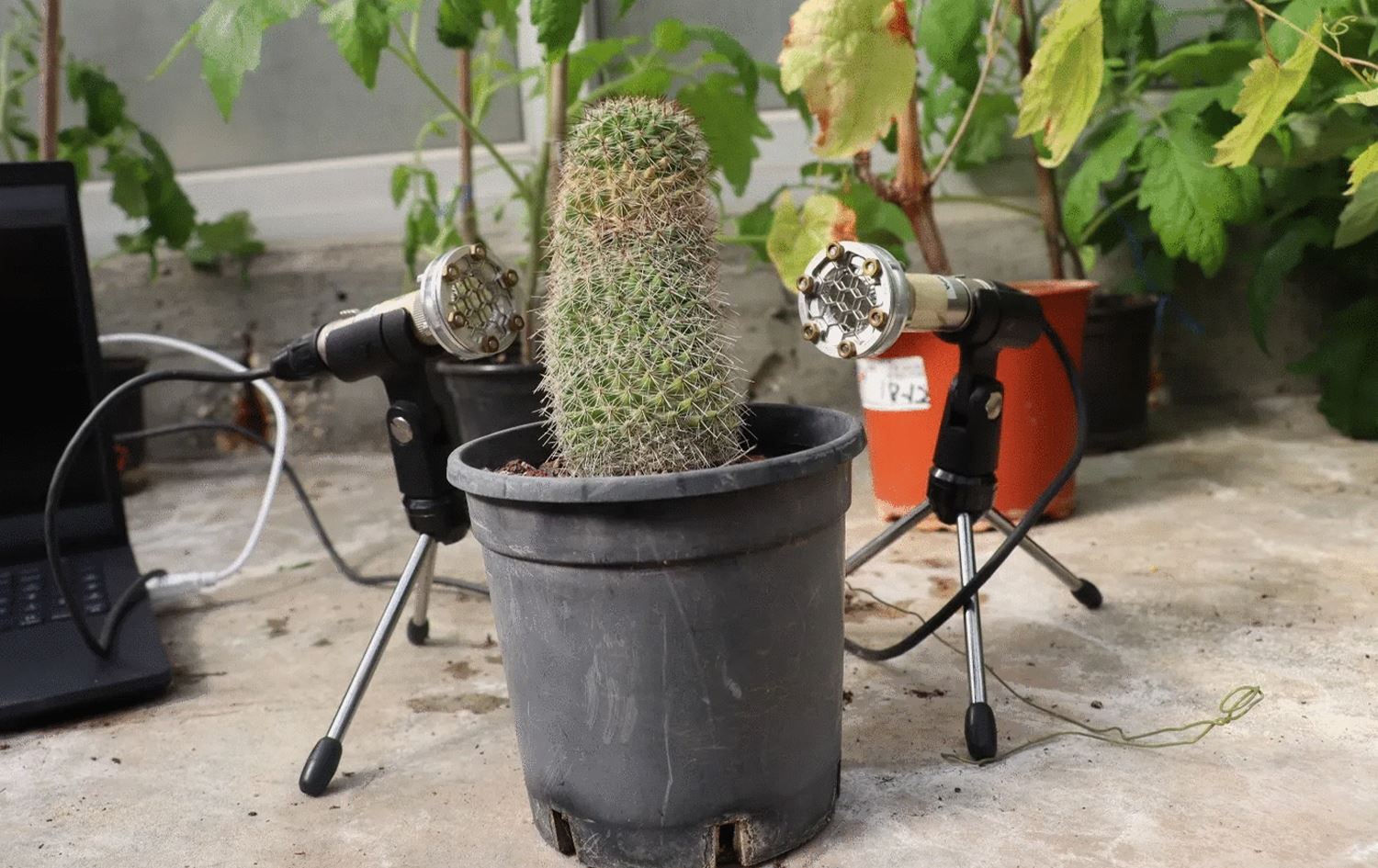 Bo cara yekem dengê riwekan hat tomarkirin