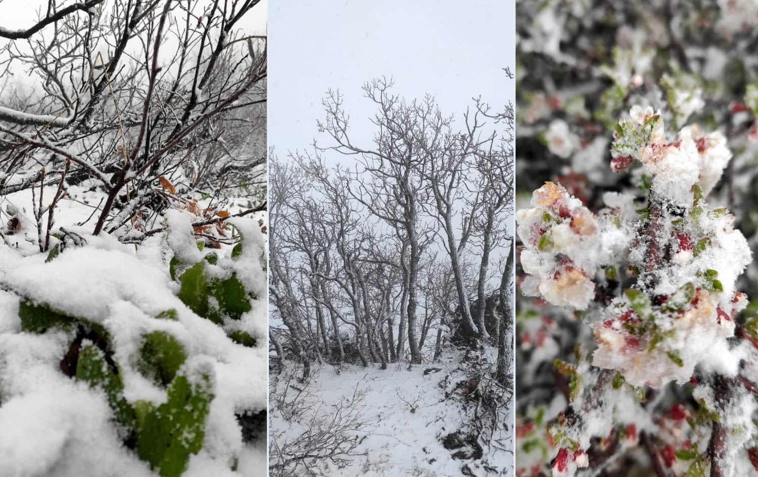 کەشناسیی دهۆک: بەفر و بارانبارین تاوەکو نیوەڕۆی شەممە بەردەوام دەبێت