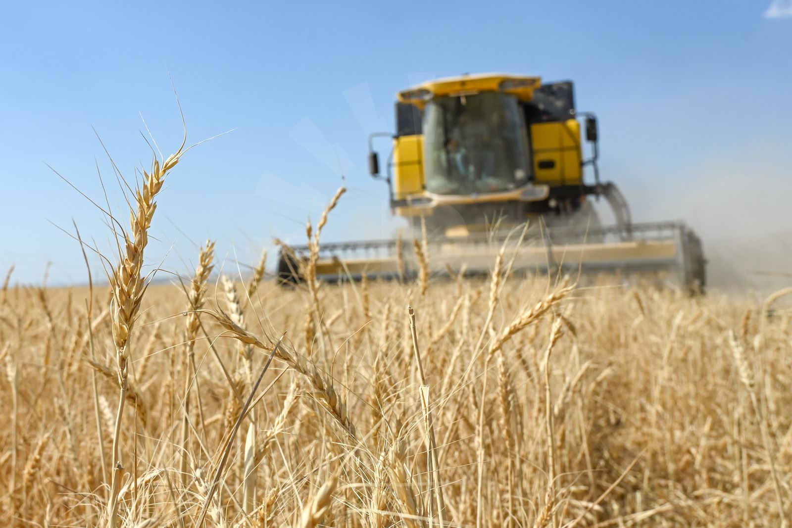 وەزارەتی بازرگانیی عێراق بۆ رووداو: ئەمساڵ جووتیاران لەماوەی دوو هەفتەدا پارەی گەنمەکانیان پێدەدرێت