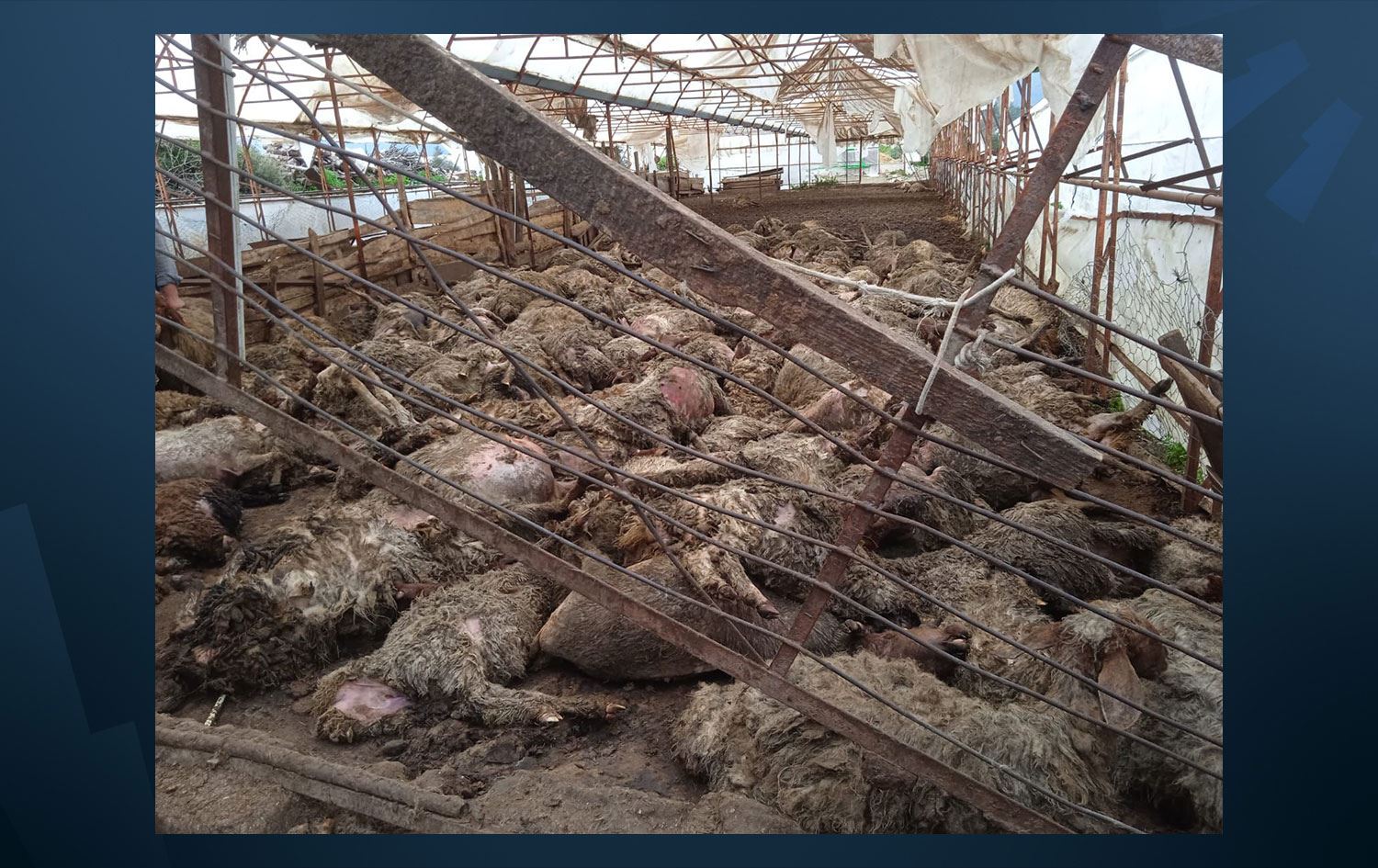 Kurtlar ağıla girdi: 243 koyun ve kuzu telef oldu