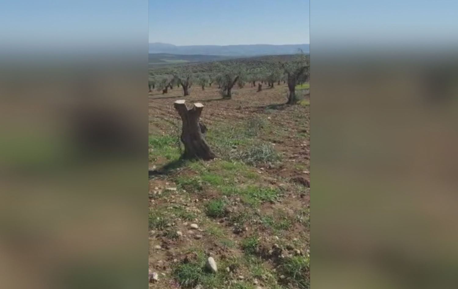 Çekdarên Hemzat li Efrînê 300 darên cotyarên Kurd birîn