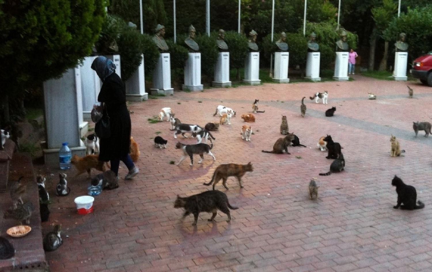 Li nava parkeke Şîşlî stargehek bo pisîkan hatiye çêkirin