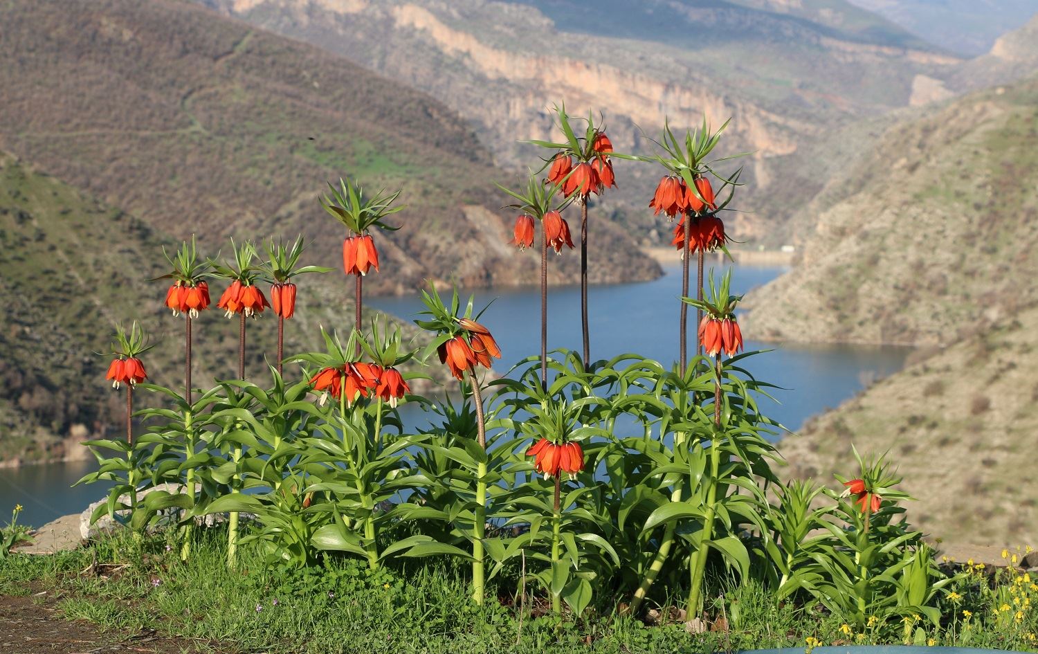 Kesên guldexwînan jêbikin dê bêne cezakirin