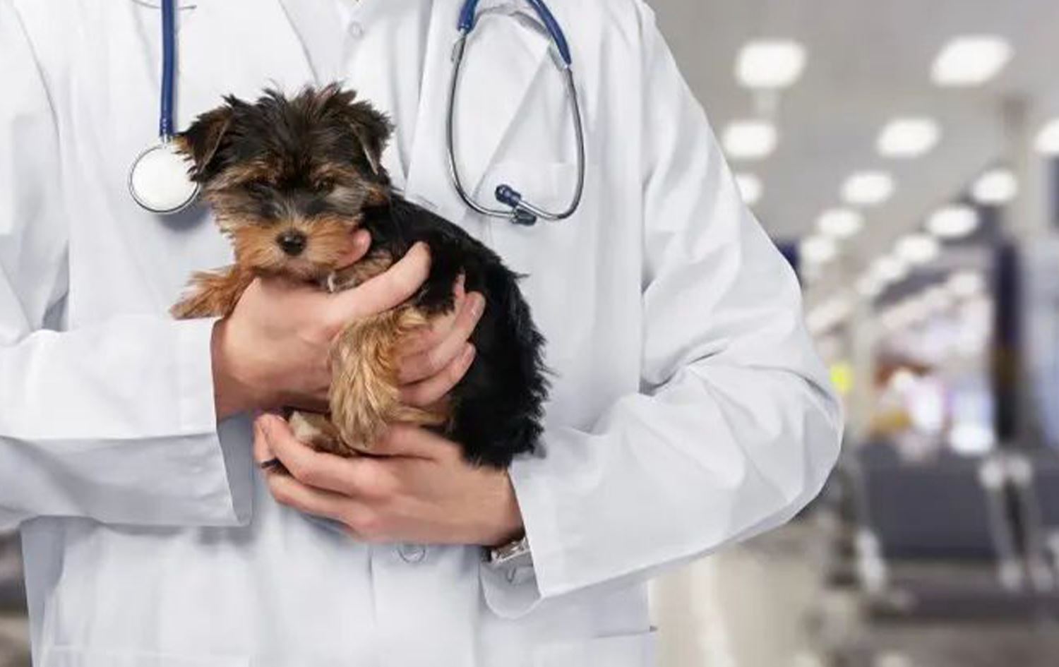 Li Tirkiyê veterînerên diçin derveyî welat 20 qat zêde bûne