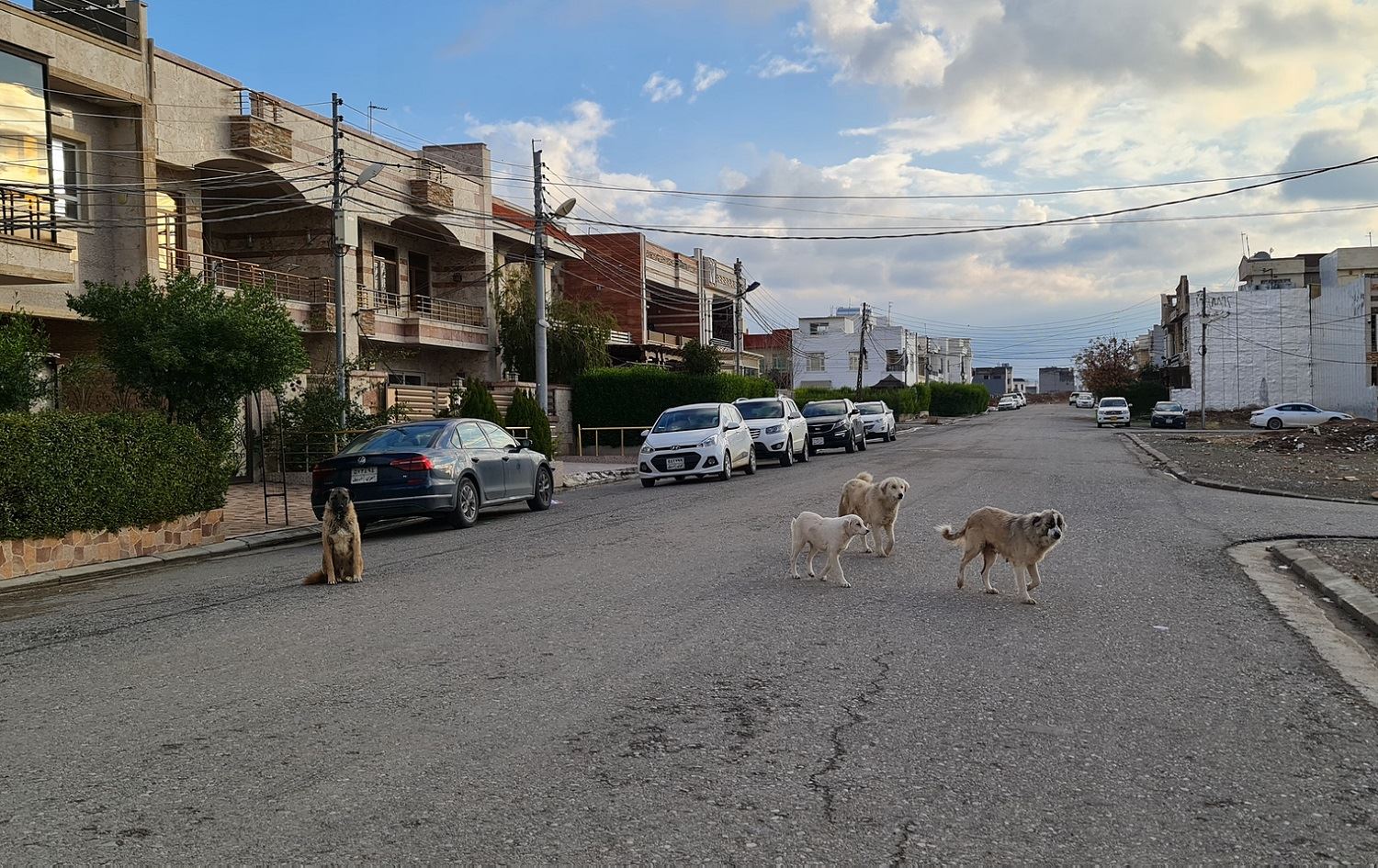 Erbil doctors sound alarm after dogs bite 9 people