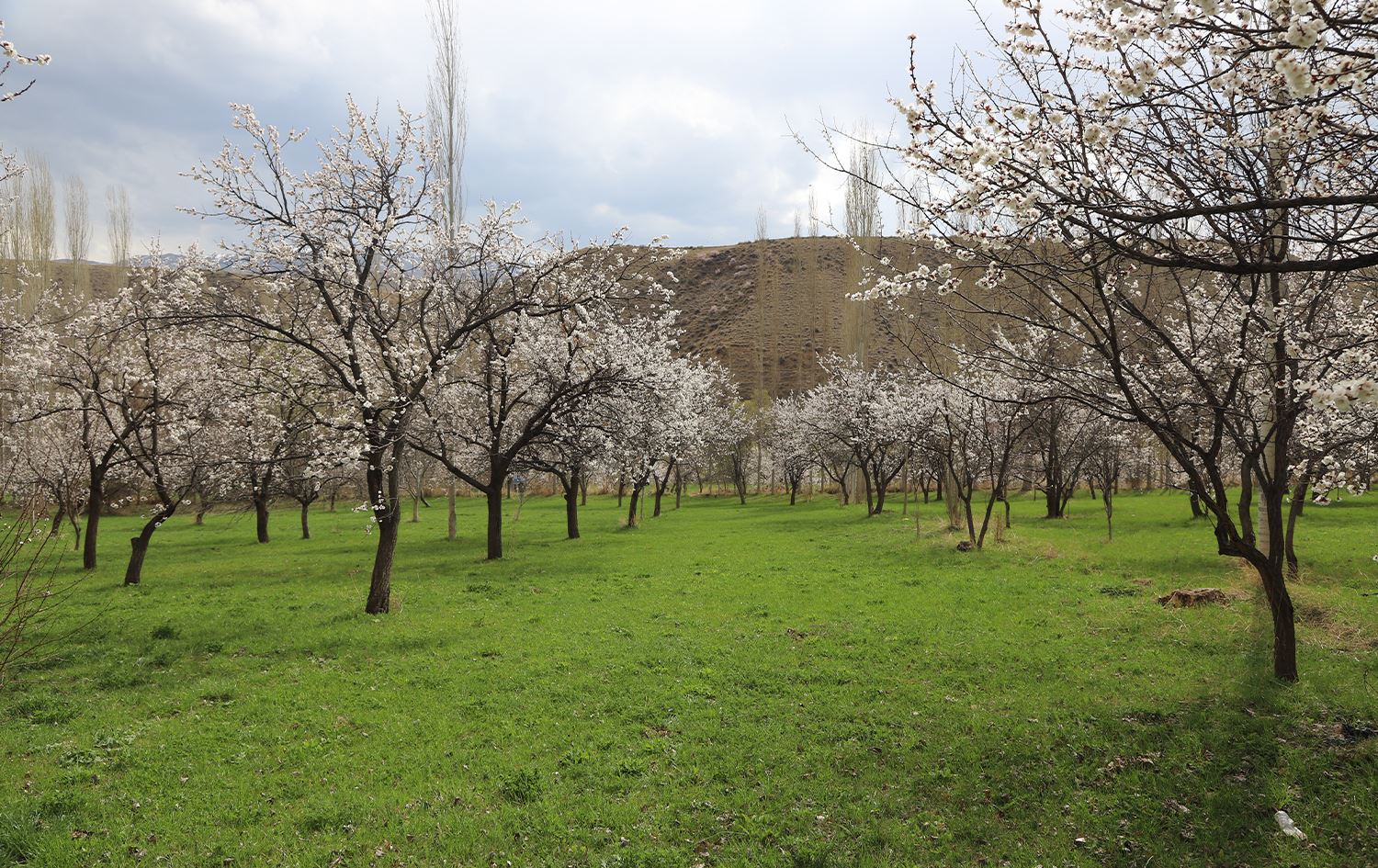 Li Qersê du demsal bi hev re tên dîtin