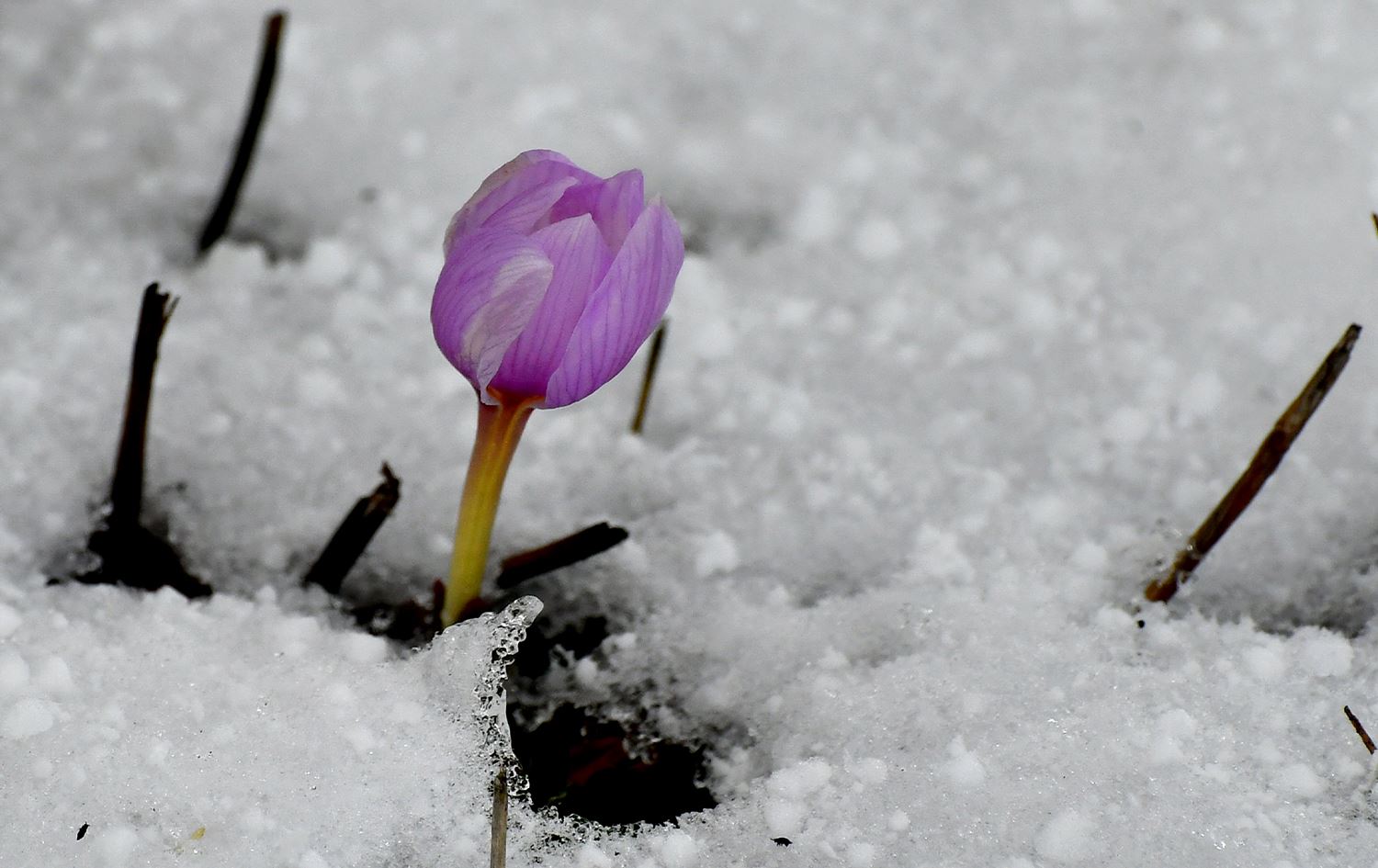 Li Qersê kûlîlkên mizginiya biharê vebûn
