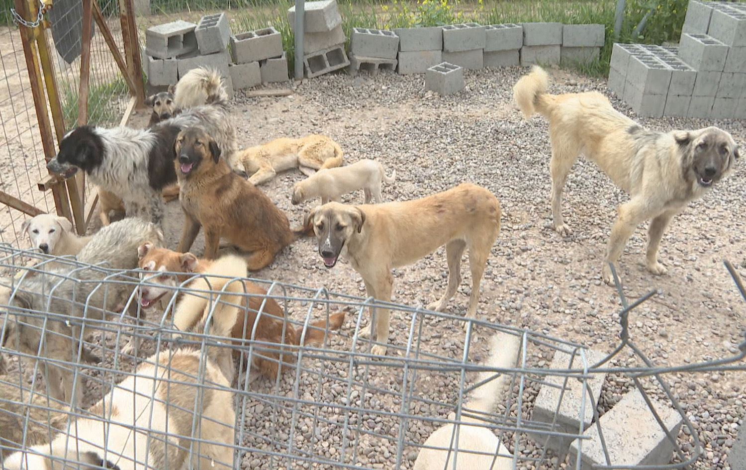 ئەنجوومەنی پارێزگای هەولێر لەبارەی سەگی بێلانە کۆدەبێتەوە
