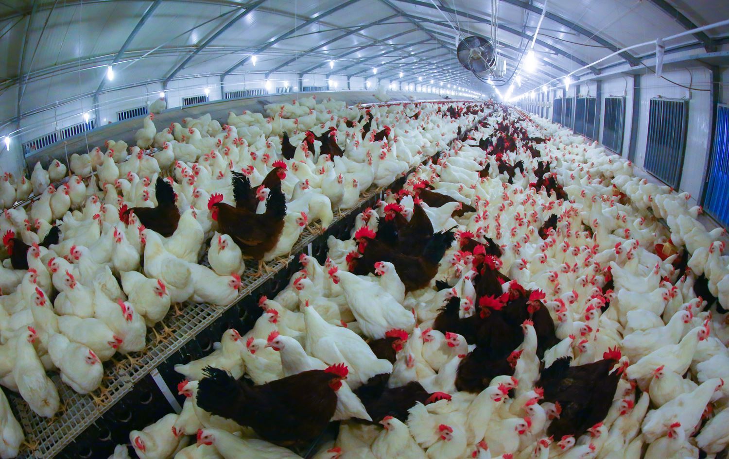 لە سنووری سلێمانی بەهۆی بەرزبوونەوەی نرخەوە هەناردەکردنی مریشک راگیرا