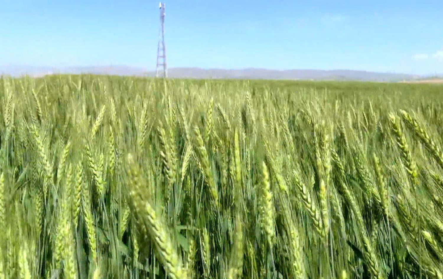 ئەمساڵ ساڵی گەشەی دەخڵ و دانە؛ جووتیارانی دەشتی هەریر 90 هەزار دۆنم زەوییان بە گەنم و جۆ چاندووە