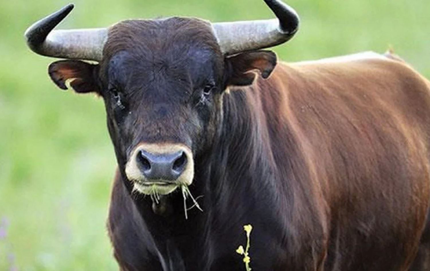 Cotkarê ku ga erîşî wî kir canê xwe ji dest da