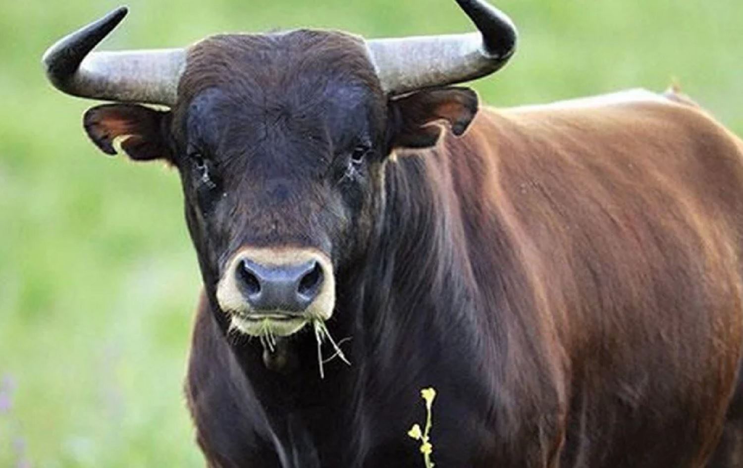 KARS - Boğanın saldırdığı genç adam yaşamını yitirdi