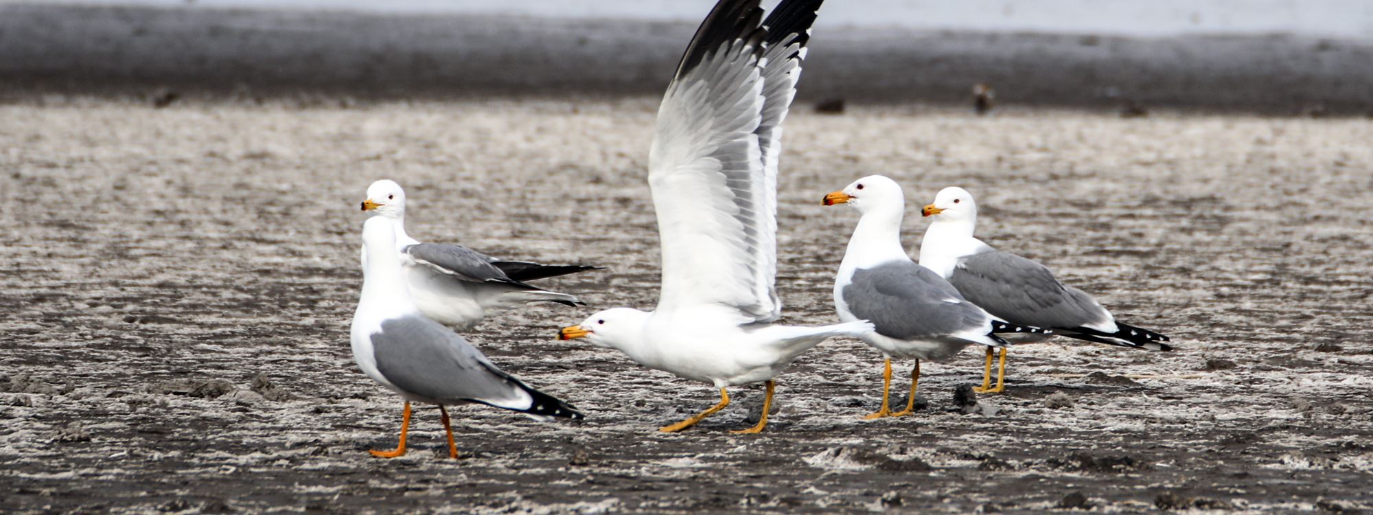FOTO -  Ağrı Dağı'nın kuzeyinde tespit edilen kuş türü 200'e ulaştı