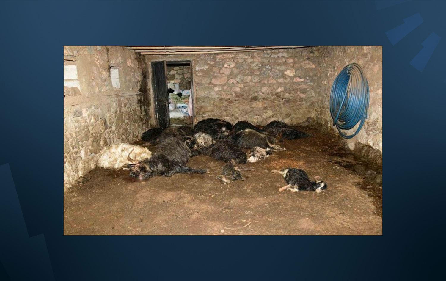 VAN- Ayı köye inerek 34 keçi ve oğlağı öldürdü