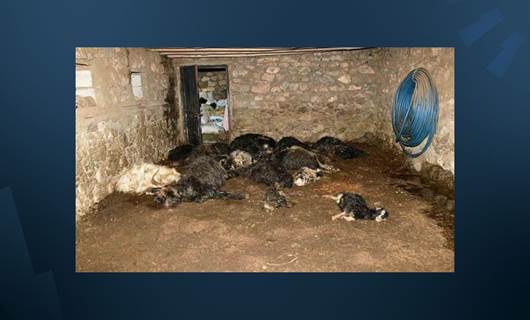 VAN- Ayı köye inerek 34 keçi ve oğlağı öldürdü