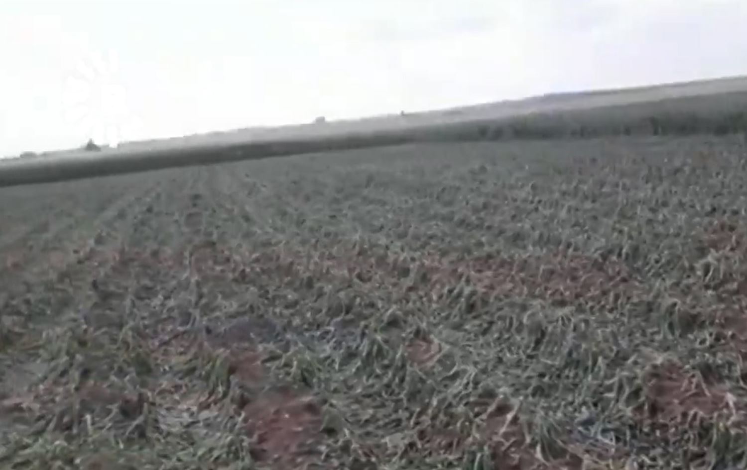 Li Rojavayê Kurdistanê teyrokê ziyaneke mezin da zeviyên çandiniyê