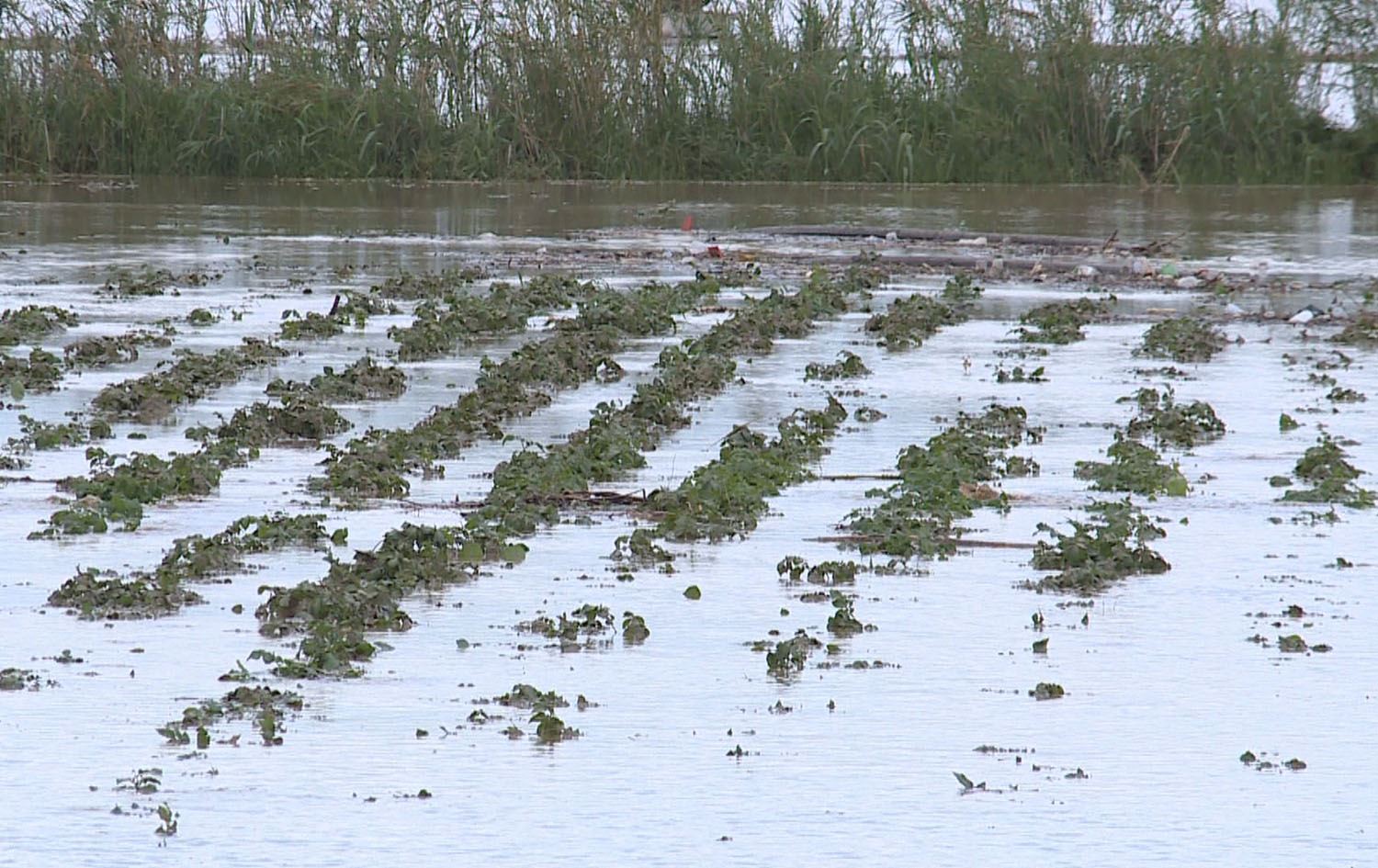 بەرزبوونەوەی ئاوی زێی گەورە زیان بە بەشێک لە جووتیاران دەگەیێنێت