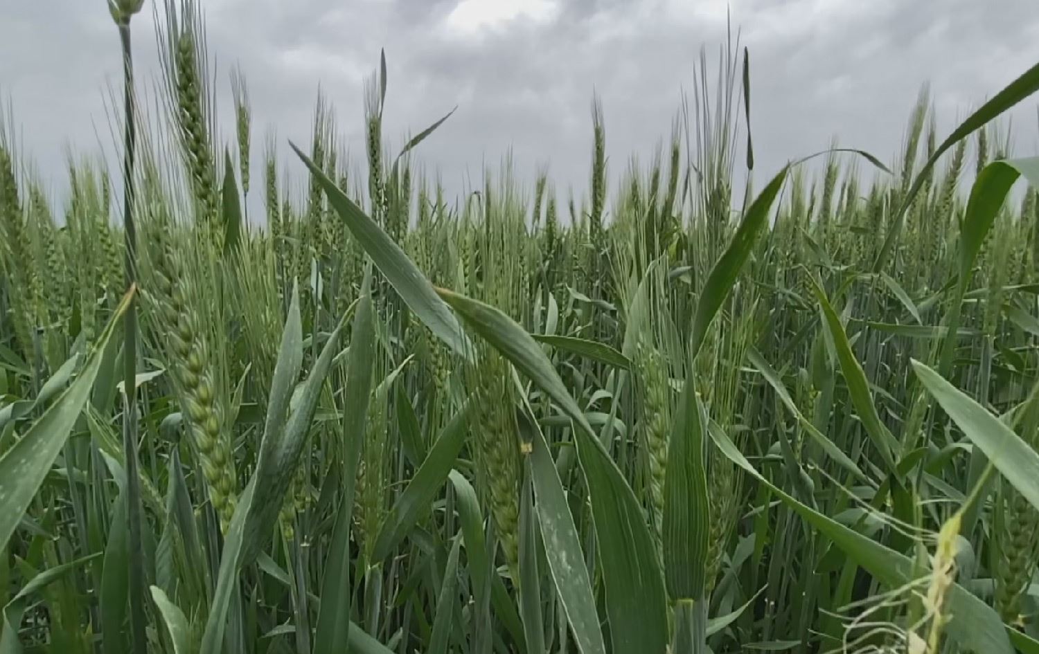 چاوەڕێدەکرێت بەرهەمی ئەمساڵی گەنم لە دهۆک 5 هێندەی پار بێت