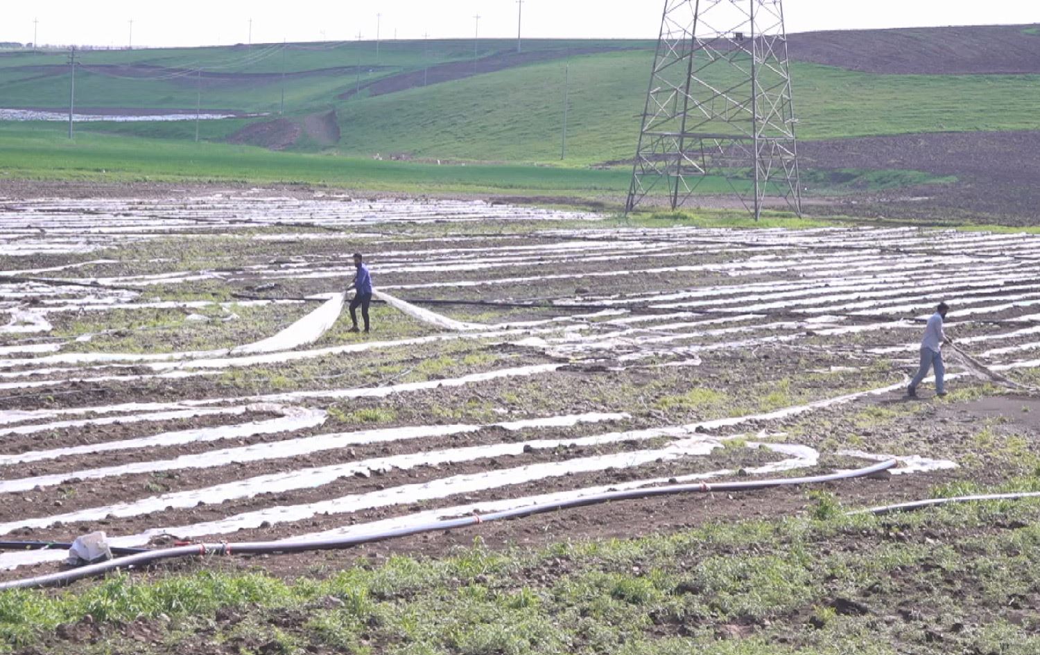 لافاوی چەند رۆژی رابردوو زیانی بە هەزاران دۆنم زەویی جووتیاران گەیاندووە