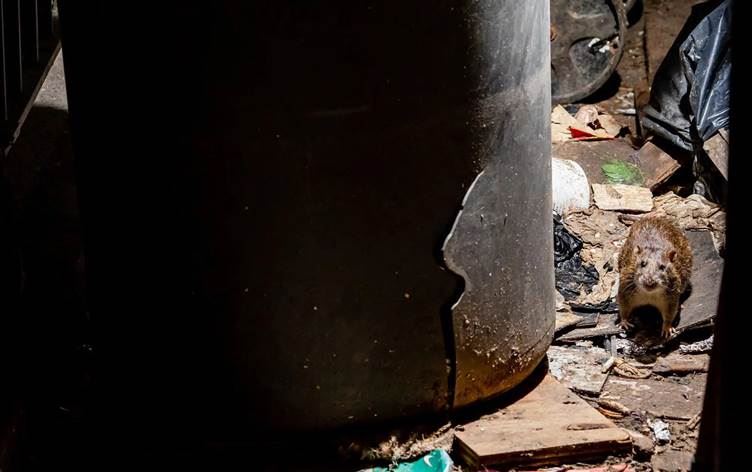 Li New Yorkê dijî mişkan bi fermî şer hat ragihandin