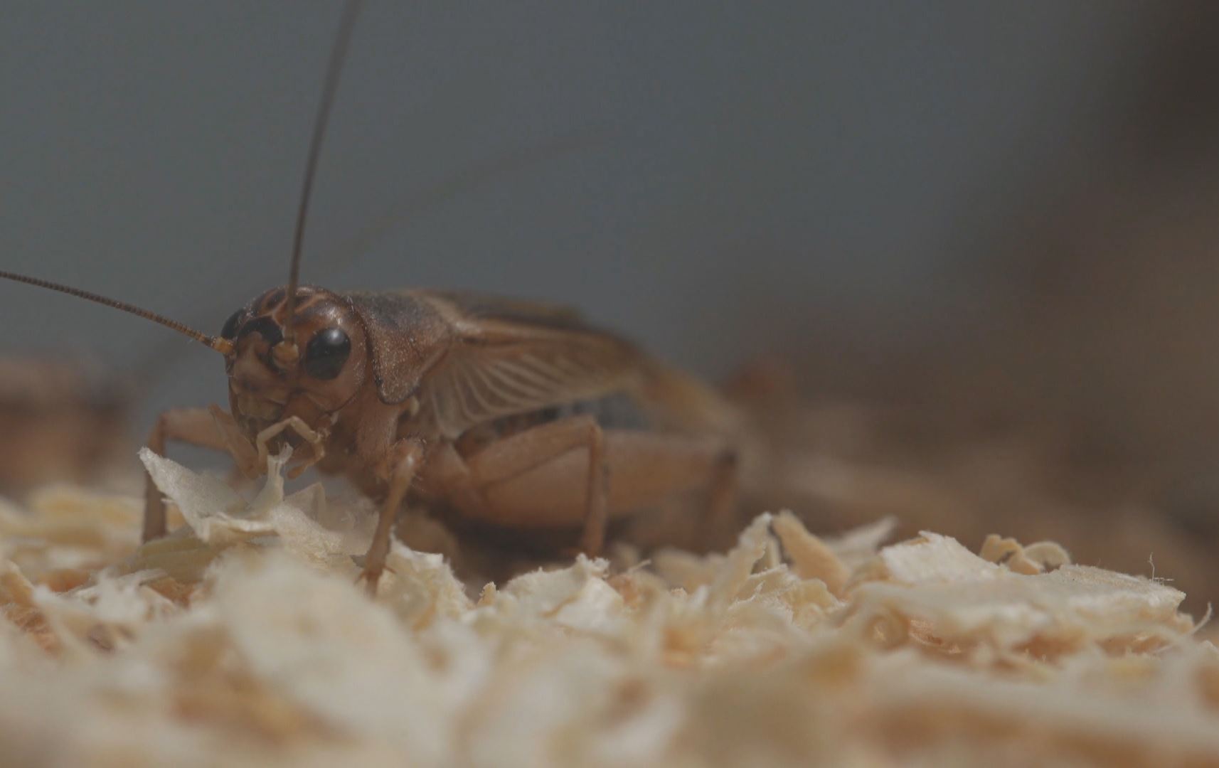 لە ئیتاڵیا پیتزا بە کوللـەی هاڕاو دروستدەکرێت