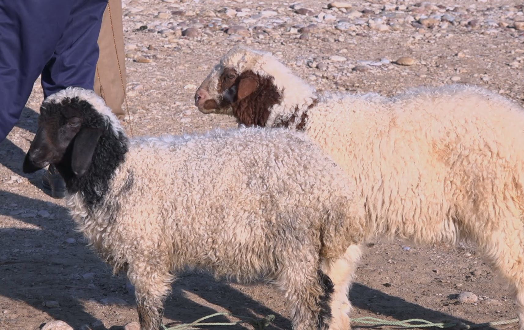 نرخی ئاژەڵ لە دهۆک بەراورد بە ساڵی رابردوو نزیکەی دوو هێندە زیادیکردووە