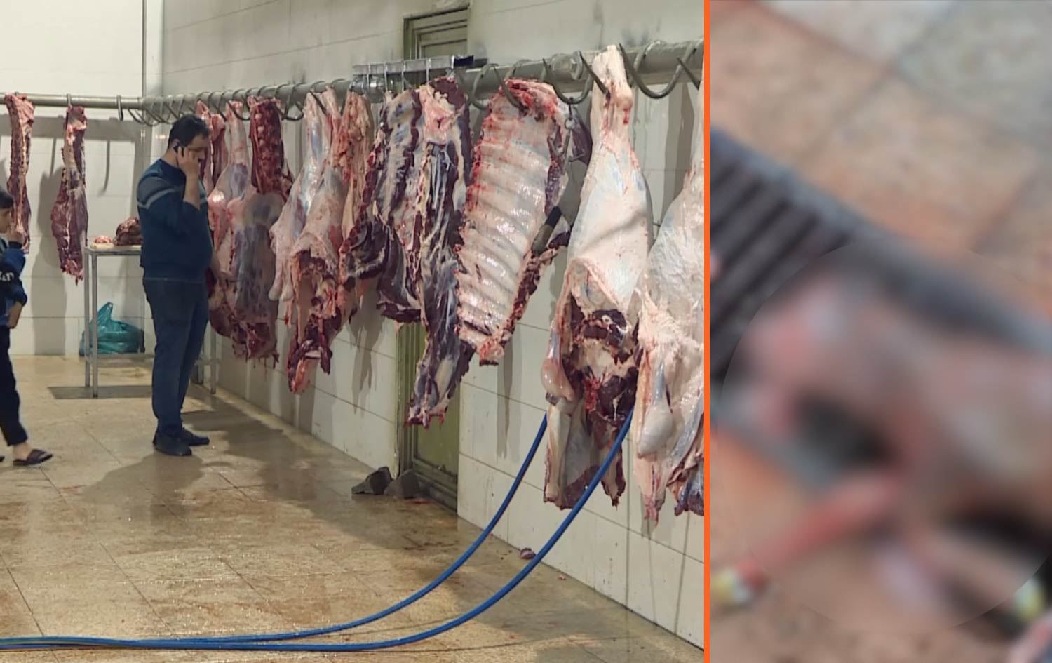 بەرپرسیار؛ لە سەربڕخانەی سۆران ئاژەڵی ئاوس سەردەبڕدرێن