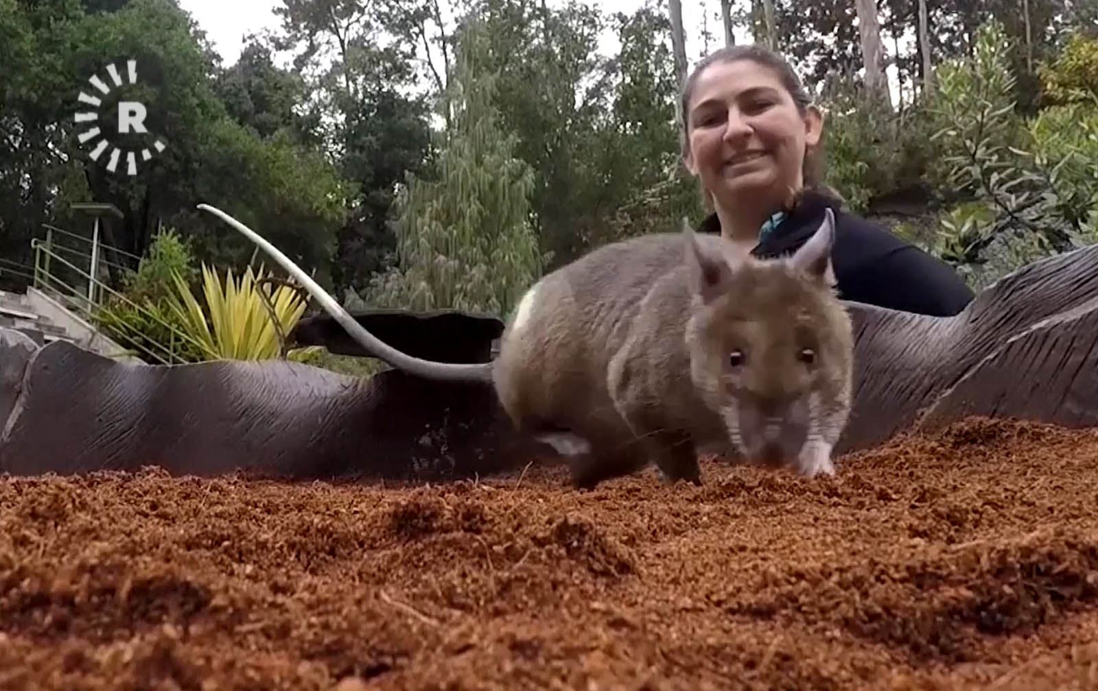 لە باخچەیەکی ئاژەڵانی ئەمریکا راهێنان بە جرج دەکرێت