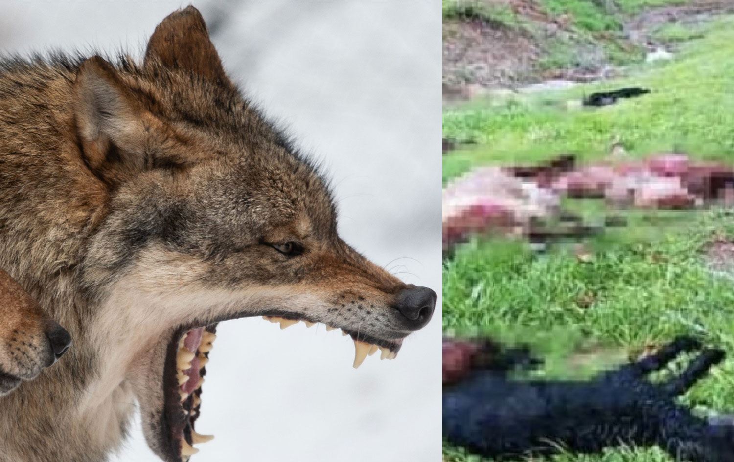 VİDEO- Şırnak'ta kurt sürüye saldırdı, 30 koyun ve keçiyi öldürdü