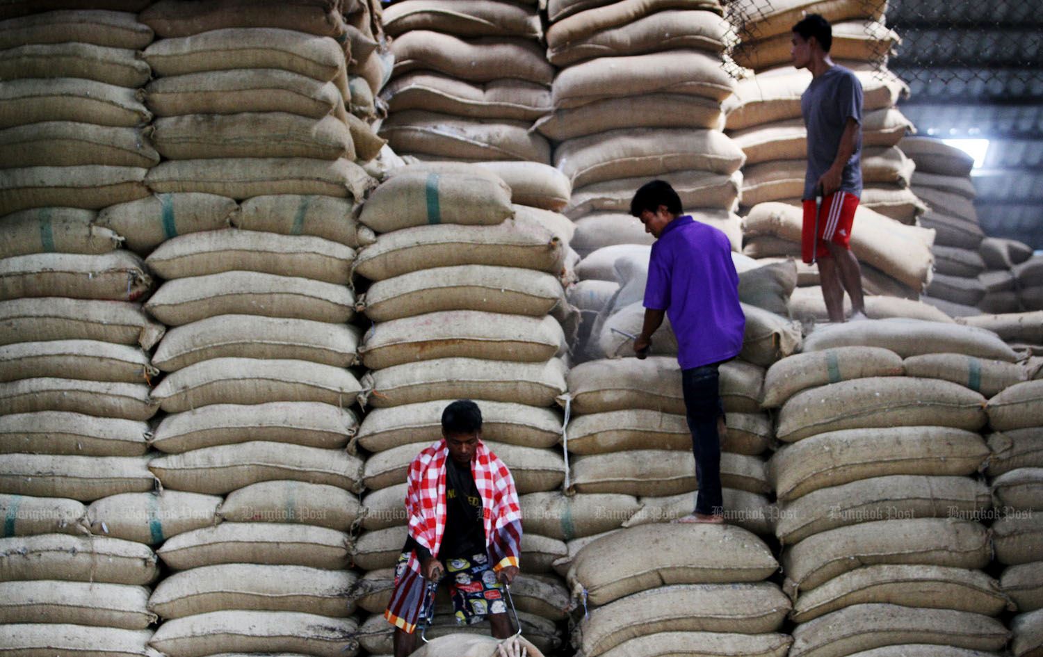 حکومەتی تایلاند: عێراق گەورەترین هاوردەکاری برنجەکەمانە