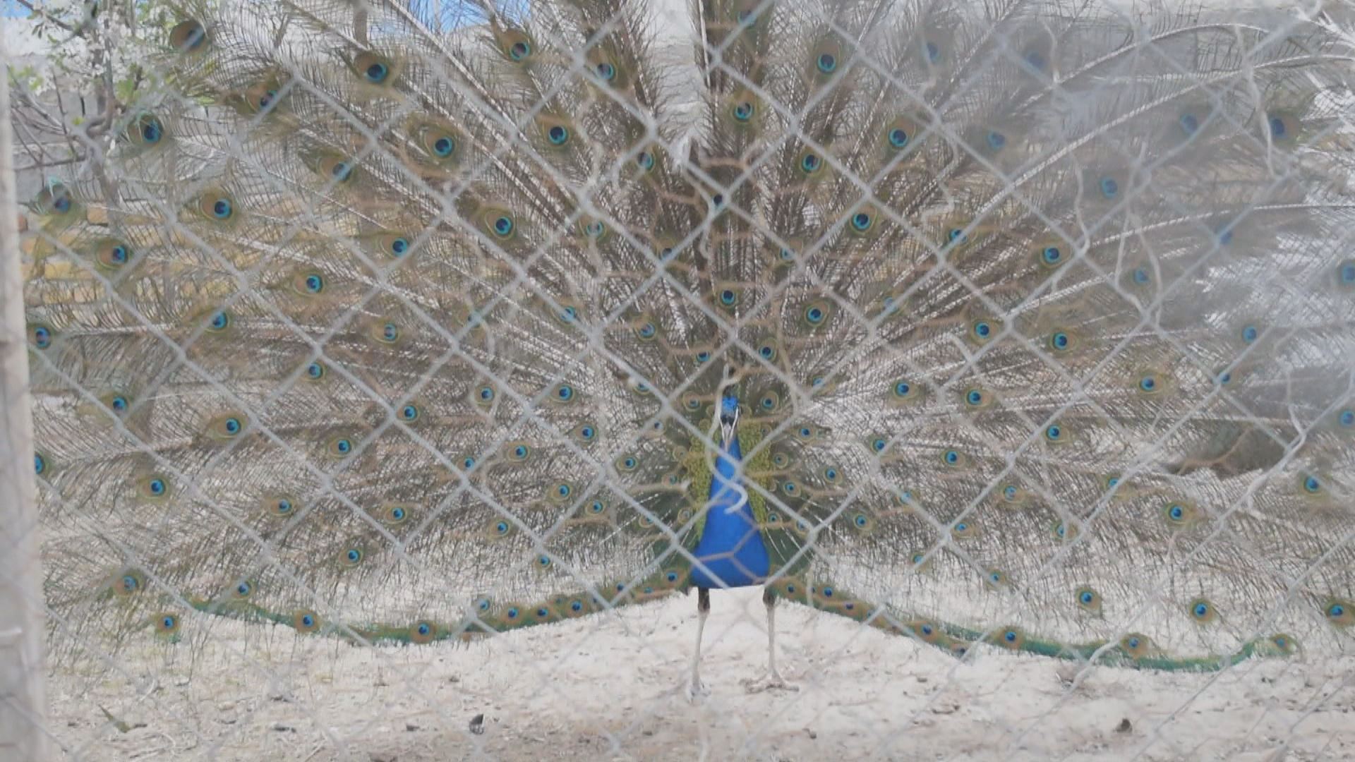 باخچەی ئاژەڵانی ورمێ گەورەترینی رۆژهەڵاتی کوردستانە و سەردانکردنی کەم بووەتەوە