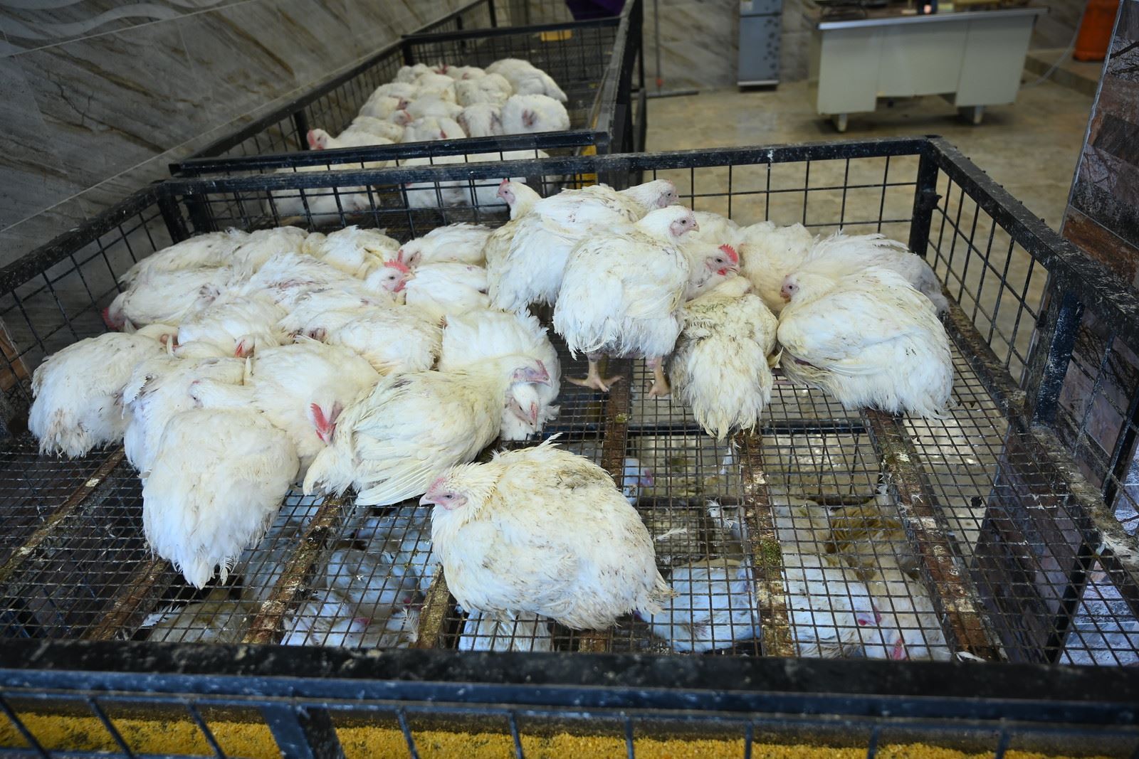 نرخی کیلۆیەک مریشک 1500 دینار دابەزی