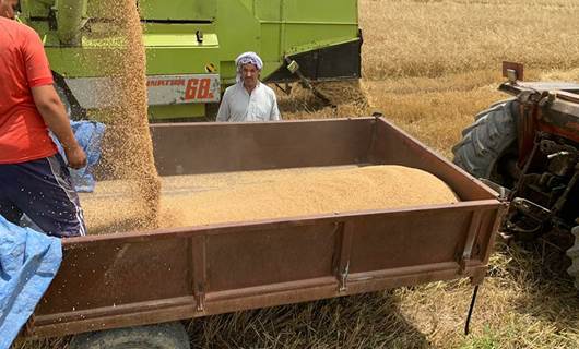 انطلاق موسم حصاد الحنطة في ديالى لأكثر من 230 ألف طن