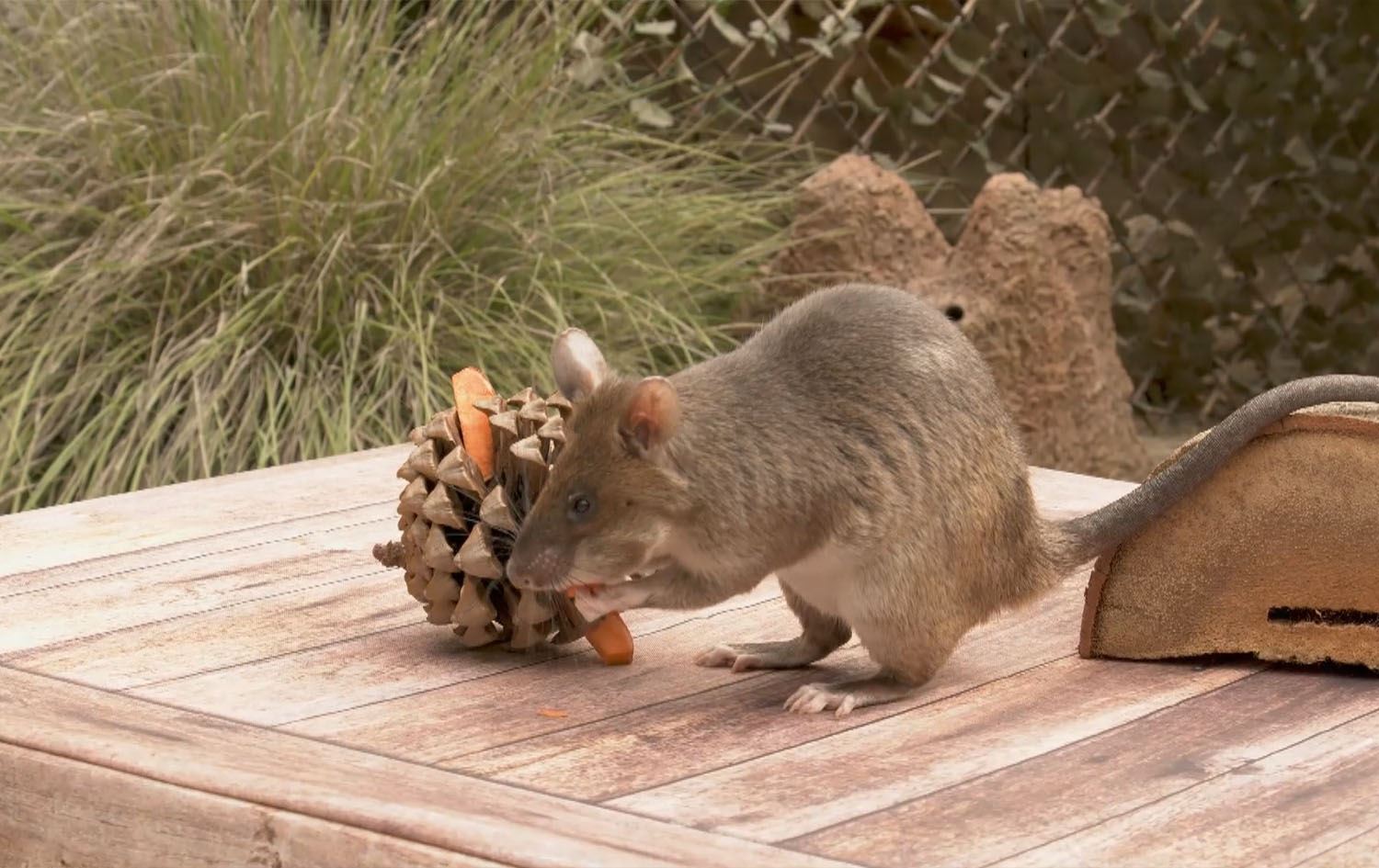 ئەمریکا بۆ دەستنیشانکردنی مین و تەقەمەنی راهێنان بە جرج دەکات