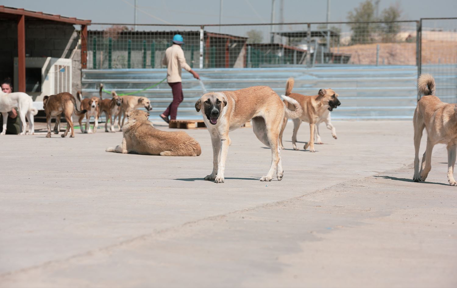 مانگی نیسان 73 کەس بەهۆی گەستنی سەگەوە سەردانی نەخۆشخانەی رۆژئاوای هەولێریان کردووە