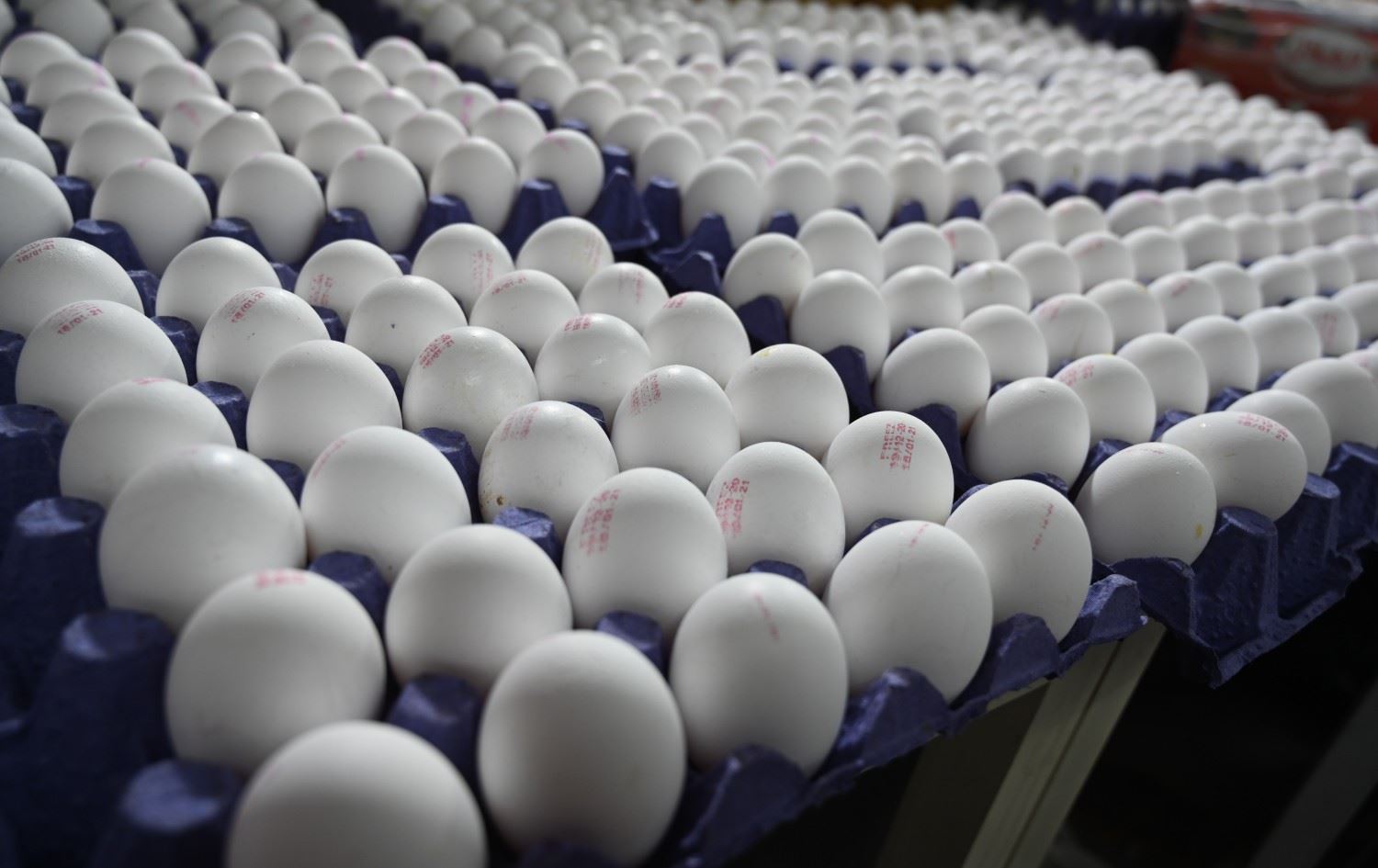 هەفتەی داهاتوو هێلکەی مانگی رەمەزان دەگاتە سلێمانی