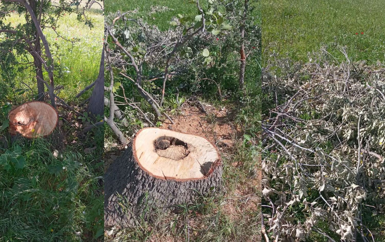 لە گوندێکی شەقڵاوە دەیان داربەڕوو دەبڕدرێنەوە