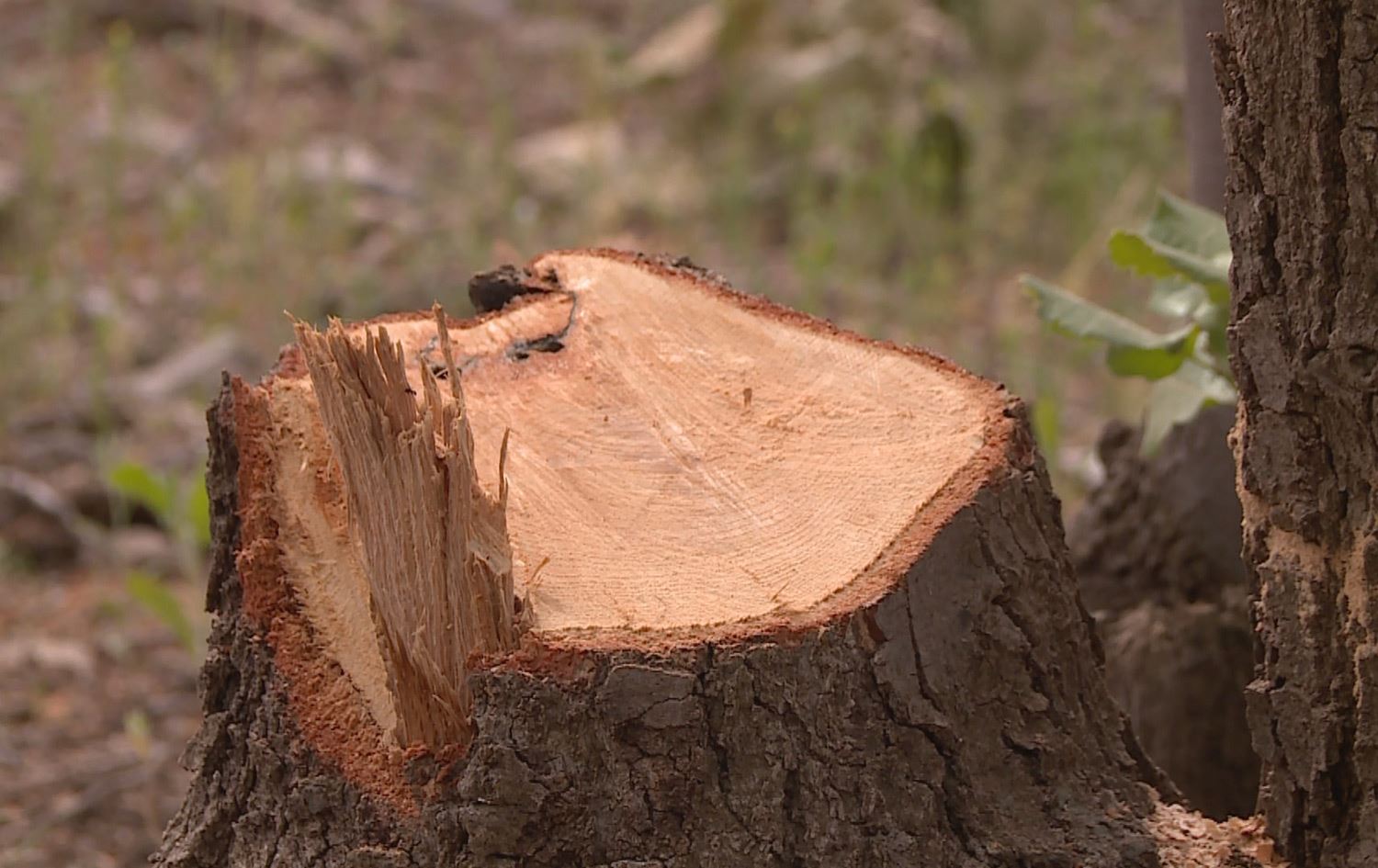 پەڕاوی لێکۆڵینەوە بۆ کەیسی داربەڕووە بڕدراوەکانی شەقڵاوە دەکرێتەوە