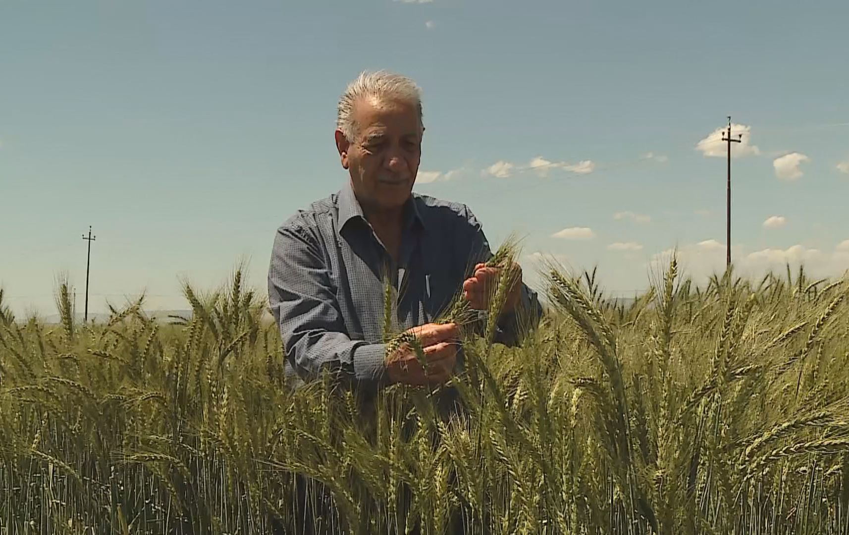 مامۆستایەکی زانکۆی دهۆک جۆرێکی نوێی گەنم و گەنمەشامی بەرهەم دەهێنێت