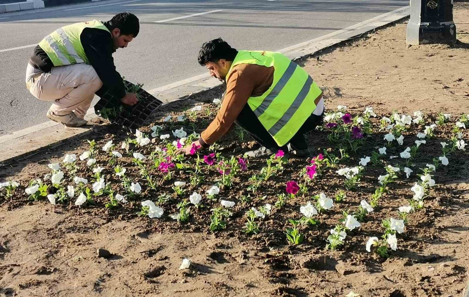15 هەزار گوڵ لە شەقامەکانی هەولێر دەچێندرێن