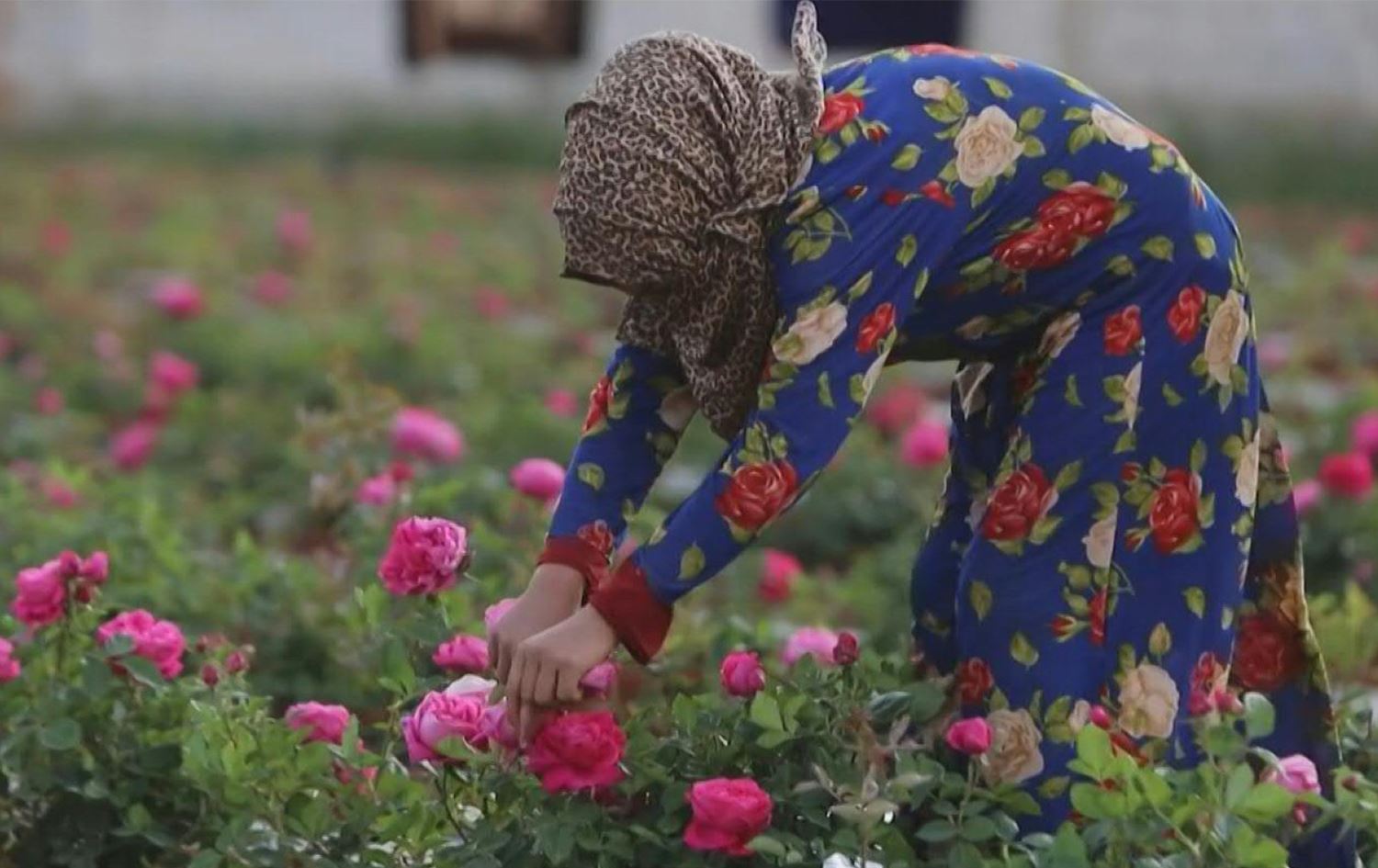Li Idlibê çandiniya gulan bûye çavkaniya debara jiyanê