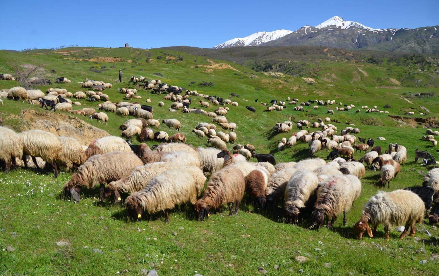 Koçer ji deştê vedigerin zozanan