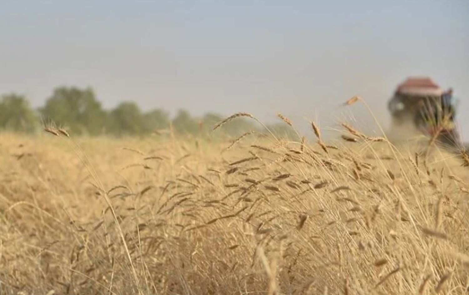 Cotkar ji Rêveberiya Xweser dixwazin ku nirxê genim û ceh bêne sabitkirin
