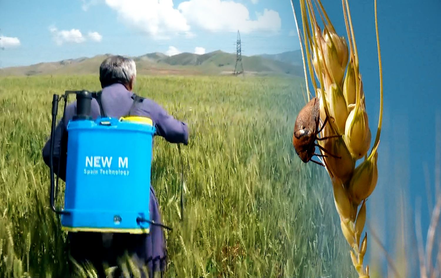 سن و مێروو هەڕەشە لە دانەوێڵەی هەڵەبجە و شارەزوور دەکات؛ 'قەڵاچۆ نەکرێت زیانی زۆر دەبێت'