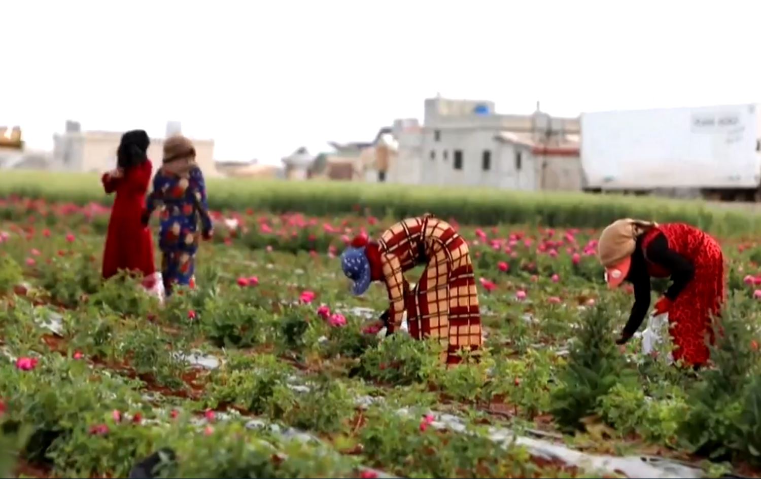Li Idlibê çandiniya gulan bûye çavkaniya debara rojane