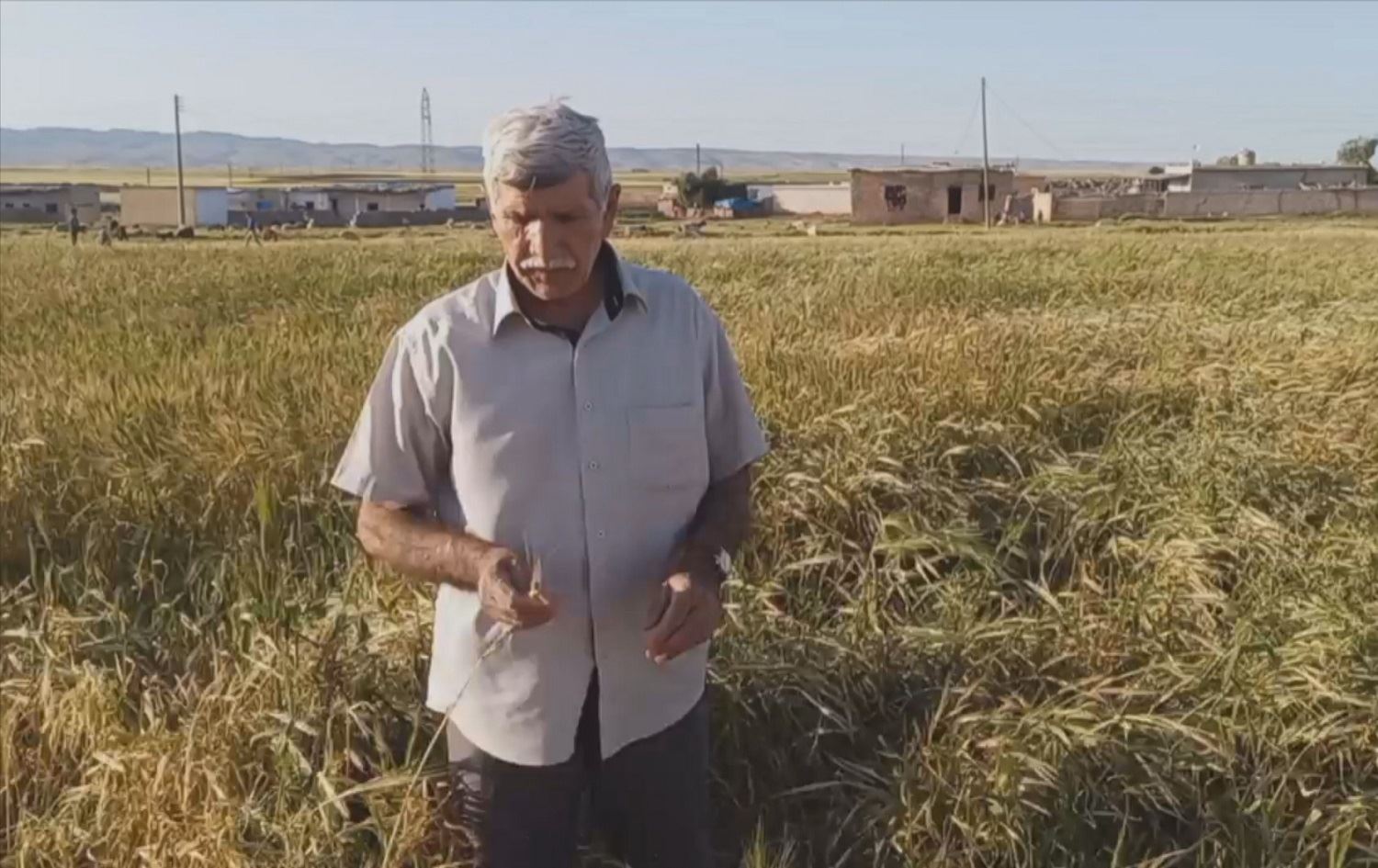 Tê texmînkirin li Rojavayê Kurdistanê berhema genimê îsal nêzî 1 milyon ton be