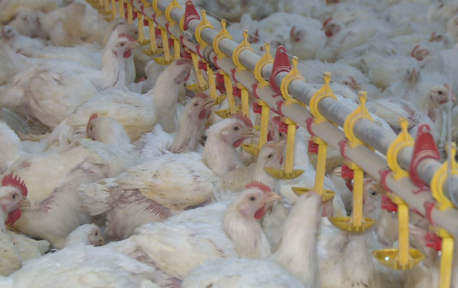 خاوەنی پەلەوەرخانەکان داوای جێگیرکردنی نرخی مریشک دەکەن