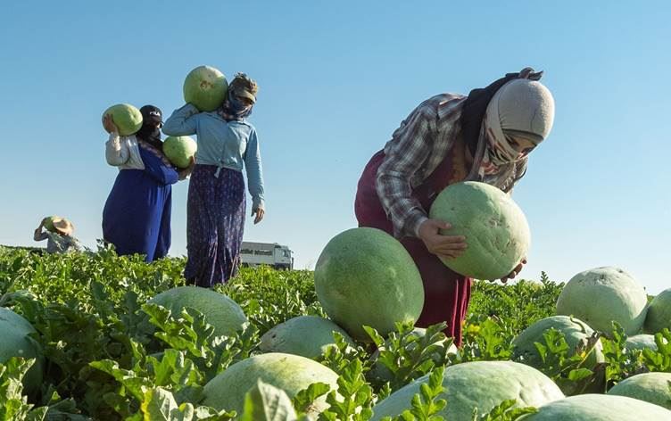 وەزارەتی کشتوکاڵ: شووتی خۆماڵی پێنەگەییوە؛ بۆیە تاوەکو کۆتایی ئەم مانگە باج ناخرێتەسەر هاوردەکردنی