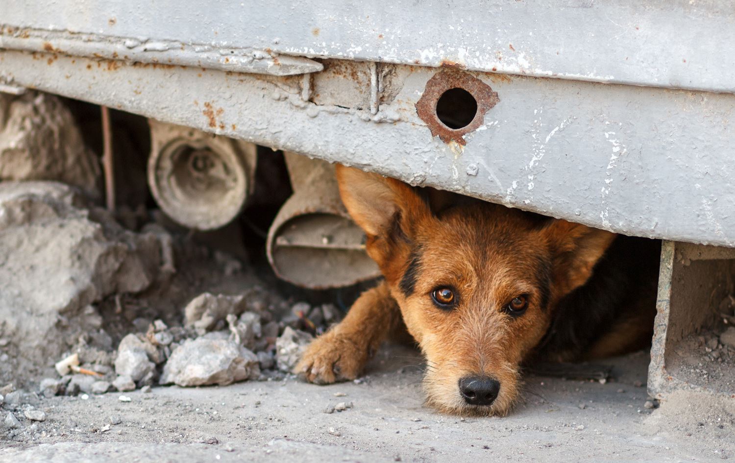 لە ئۆکراینا ئاژەڵە بێلانەکان کۆدەکرێنەوە